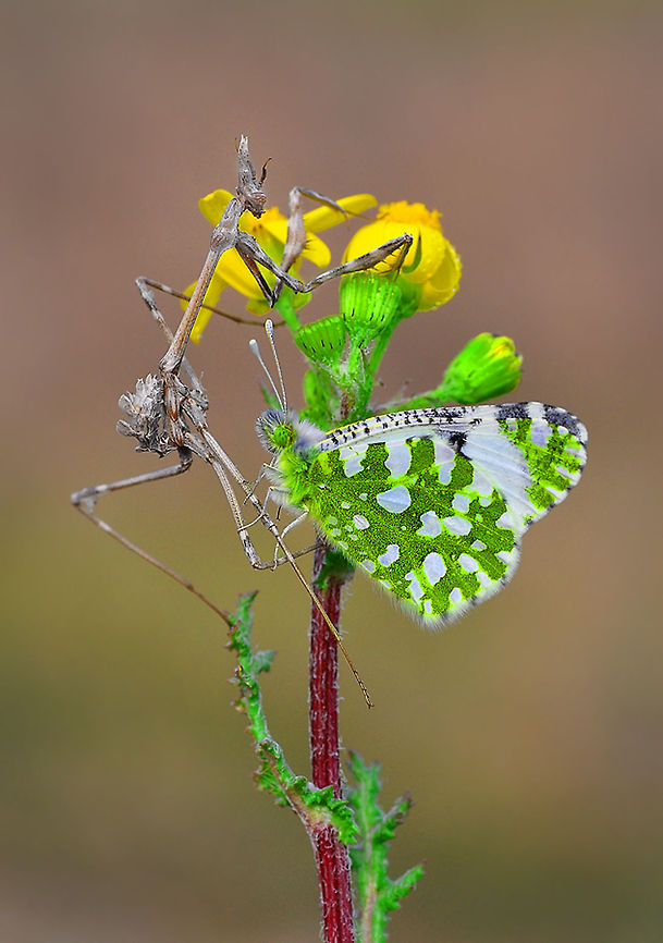 Mantris and butterfly  Eastern Dappled White,Empusa fasciata,Euchloe ausonia