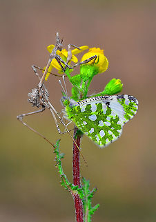 Mantris and butterfly  Eastern Dappled White,Empusa fasciata,Euchloe ausonia