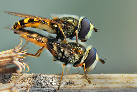 DSC_7531-site  Episyrphus balteatus,Marmalade Hoverfly
