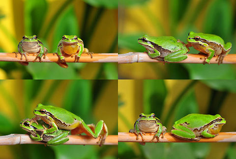 The sexual life  European tree frog,Hyla arborea