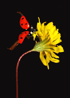 ladybug  7-spot Ladybird,Coccinella septempunctata