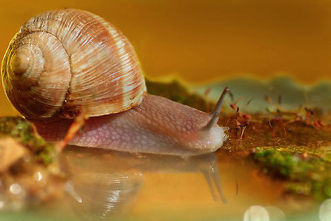 Turkish snail  snail