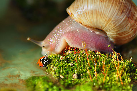 Hang on lady  7-spot Ladybird,Coccinella septempunctata,snail
