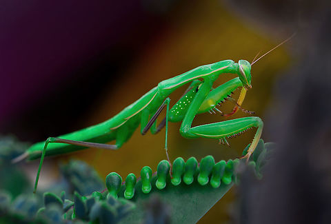 Mantis