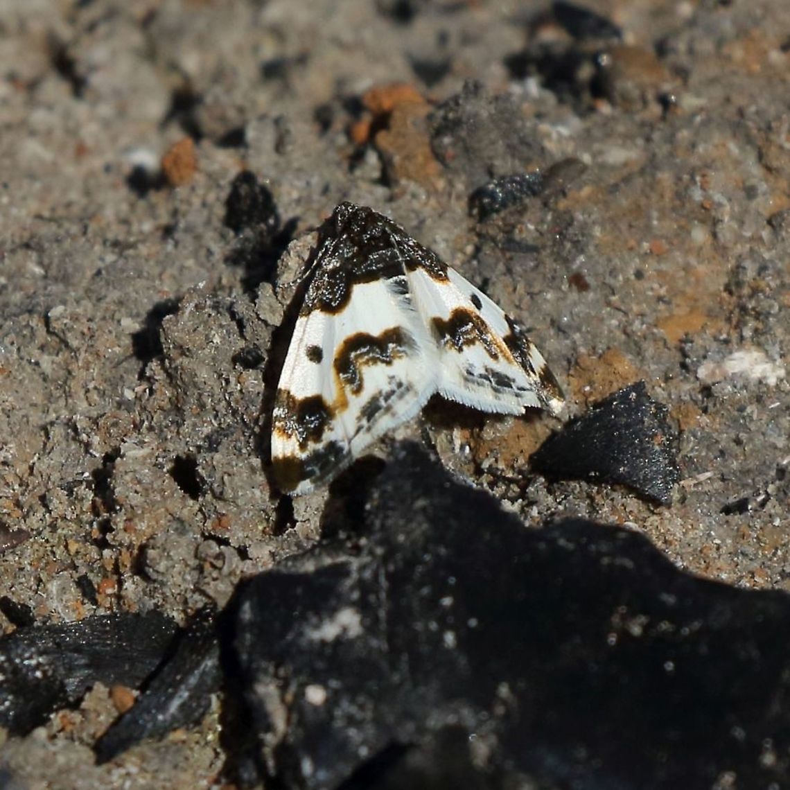 Western White Ribboned Carpet Moth Seen and photographed 3-31-21 just behind my home on Camano Island WA. Geotagged,Mesoleuca gratulata,Spring,United States,Western White Ribboned Carpet