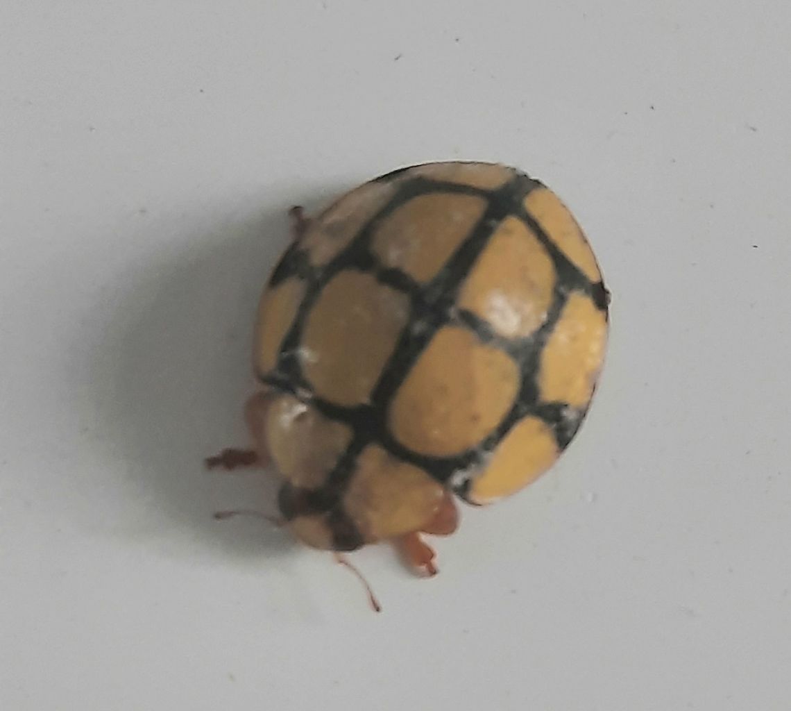 Saigon Beetle I found this in my 17th floor apt yesterday.  Geotagged,Heteroneda billardieri,Netty Ladybird (Beetle),Spring