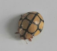 Saigon Beetle I found this in my 17th floor apt yesterday.  Geotagged,Heteroneda billardieri,Netty Ladybird (Beetle),Spring