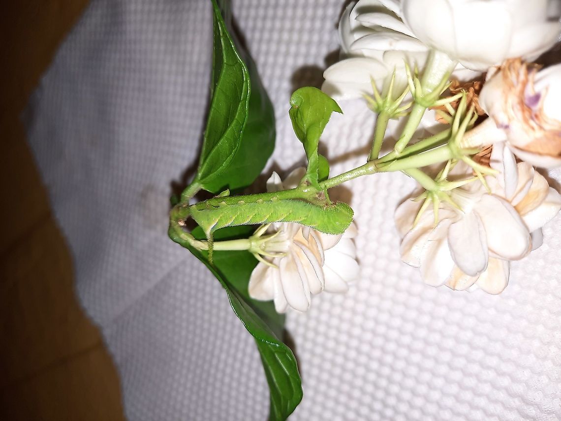 Death's Head Hawk Moth Caterpillar (Acherontia styx?) 2021/05/17 I find these every summer on my jasmine, one among many plants on my 17th floor balcony. So far this year, I have found four. They are beautifully patterned, but they are bee assassins, so I feel a little hostile toward them. Just my opinion. Acherontia styx,Eastern Death's Head Hawkmoth,Geotagged,Spring,Vietnam