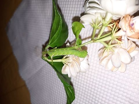 Death's Head Hawk Moth Caterpillar (Acherontia styx?) 2021/05/17 I find these every summer on my jasmine, one among many plants on my 17th floor balcony. So far this year, I have found four. They are beautifully patterned, but they are bee assassins, so I feel a little hostile toward them. Just my opinion. Acherontia styx,Eastern Death's Head Hawkmoth,Geotagged,Spring,Vietnam