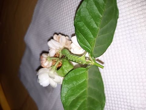2021/05/17 Death's Head Hawk Moth Caterpillar (Acherontia styx?) I find these every summer on my jasmine, one among many plants on my 17th floor balcony. So far this year, I have found four. They are beautifully patterned, but they are bee assassins, so I feel a little hostile toward them. Just my opinion. Acherontia styx,Eastern Death's Head Hawkmoth,Geotagged,Spring,Vietnam