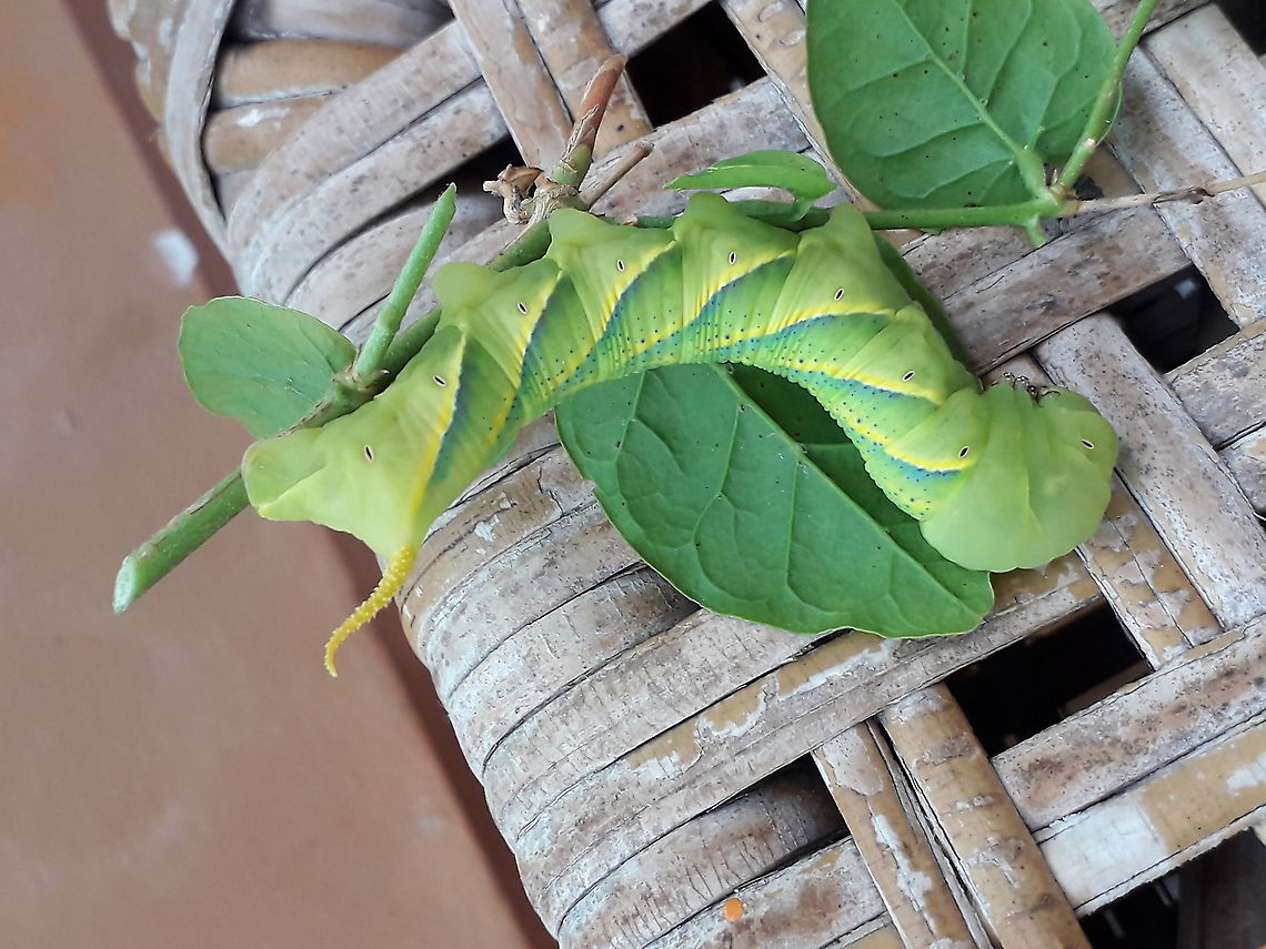 Death's Head Hawk Moth Caterpillar (Acherontia styx?) I think this is Acherontia lachesis, but not 100% sure. Maybe A. styx? If anyone can distinguish the difference, please feel free to chime in - I am not an entomologist! Both species occur here in Vietnam, apparently. I have found them from May to August each of these past three years feeding on the jasmine on my balcony in Ho Chi Minh City, Vietnam. Acherontia styx,Geotagged,Summer,Vietnam