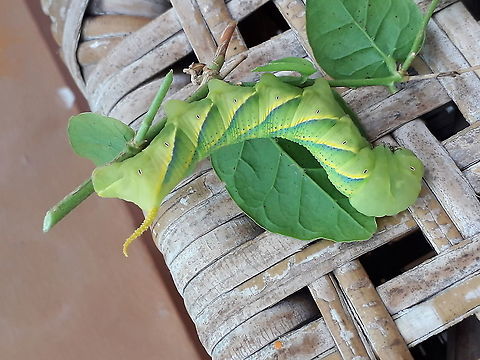 Death's Head Hawk Moth Caterpillar (Acherontia styx?) I think this is Acherontia lachesis, but not 100% sure. Maybe A. styx? If anyone can distinguish the difference, please feel free to chime in - I am not an entomologist! Both species occur here in Vietnam, apparently. I have found them from May to August each of these past three years feeding on the jasmine on my balcony in Ho Chi Minh City, Vietnam. Acherontia styx,Geotagged,Summer,Vietnam