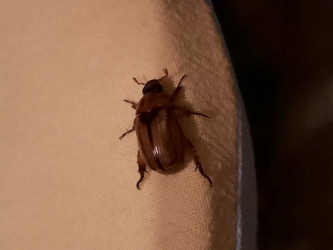 Unknown Beetle 2021/07/02 Found on my balcony, 17 floors above a large piece of wetland in the southern part of Ho Chi Minh City, Vietnam. Geotagged,Summer,Vietnam