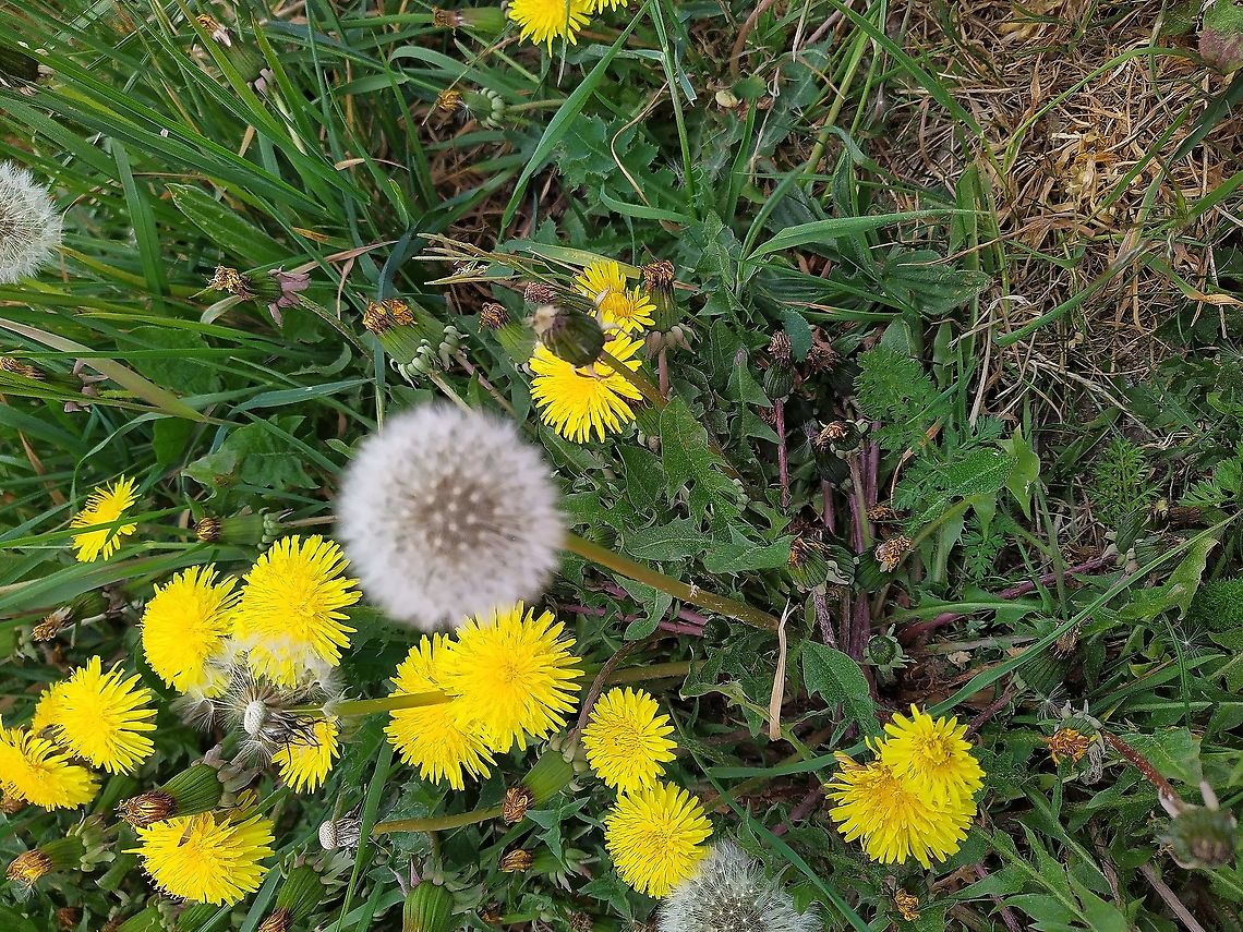 Common dandelion- Taraxacum officinale  Common dandelion,Taraxacum officinale