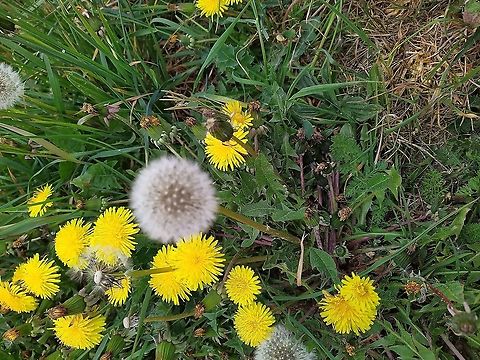 Common dandelion- Taraxacum officinale  Common dandelion,Taraxacum officinale
