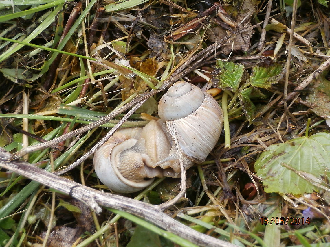 Burgundy snail or Roman snail - Helix pomatia  Geotagged,Germany,Helix pomatia,Roman snail,Spring