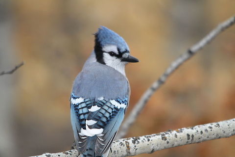 Blue Jay portrait  Blue Jay,Cyanocitta cristata