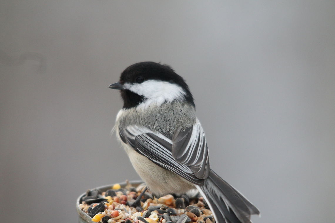Willow Tit on feeding platform  Poecile montanus,willow tit