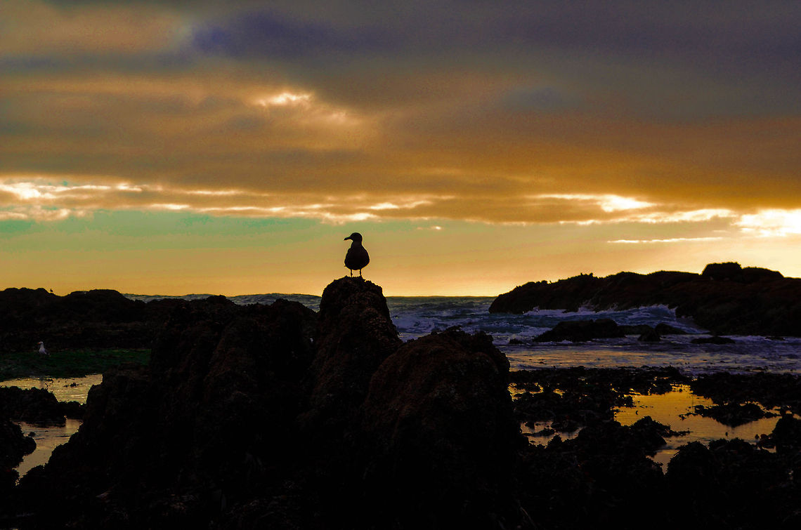 sunset watching i took this photo in Lincoln city, OR. i was trying to get the sunset and then the seagull just landed right on the rock.  sunset