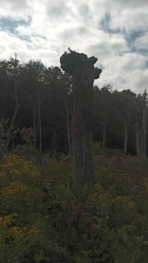 beaver pond.....bog Beautiful pond on private land.