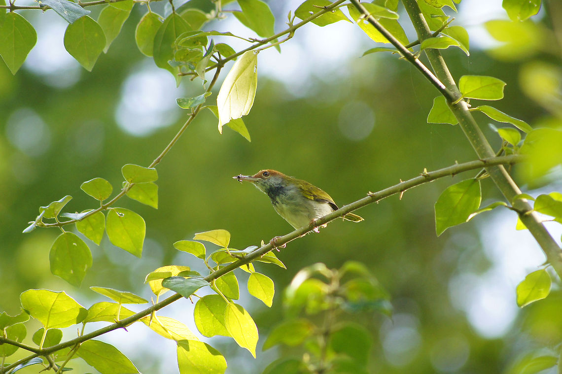 Tailorbird A tailorbird with an insects in mouth while captures in the forest in Ujong Pancu, Banda Aceh, Indonesia Dark-necked Tailorbird,Geotagged,Indonesia,Orthotomus atrogularis