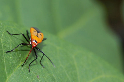 Red Cotton Stainer (Dysdercus cingulatus) I dont know its really name, Pyrrhocoris apterus (fire bug), Cenaeus carnifex (red bug) or Dysdercus nigrofasciatus (cotton stainers)?                 Cotton Stainers,Dysdercus cingulatus,Dysdercus nigrofasciatus,Geotagged,Indonesia,Red cotton bug