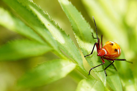 Dysdercus nigrofasciatus I dont know its really name, Pyrrhocoris apterus (fire bug), Cenaeus carnifex (red bug) or Dysdercus nigrofasciatus (cotton stainers)? Cotton Stainers,Dysdercus nigrofasciatus,Geotagged,Indonesia