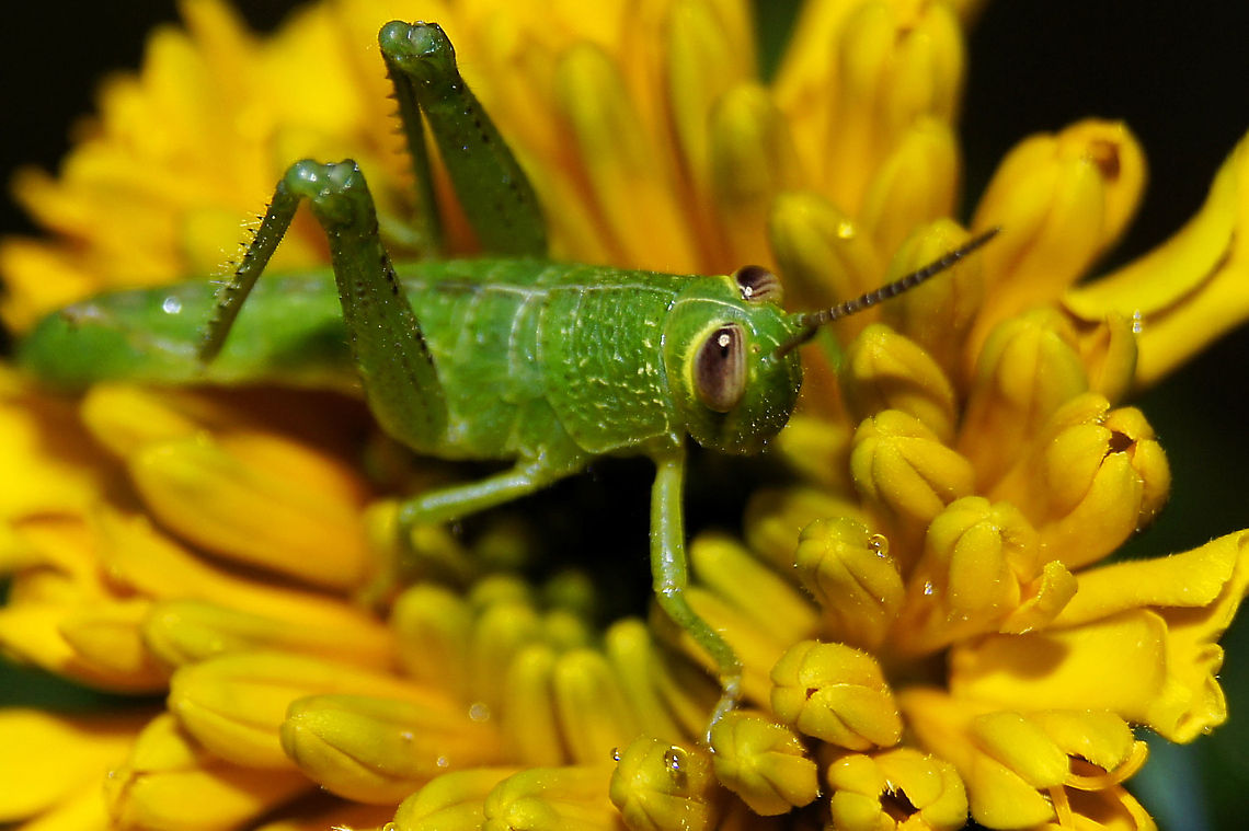 Chorthippus parallelus SONY DSC                        Chorthippus parallelus,Geotagged,Indonesia,Meadow grasshopper
