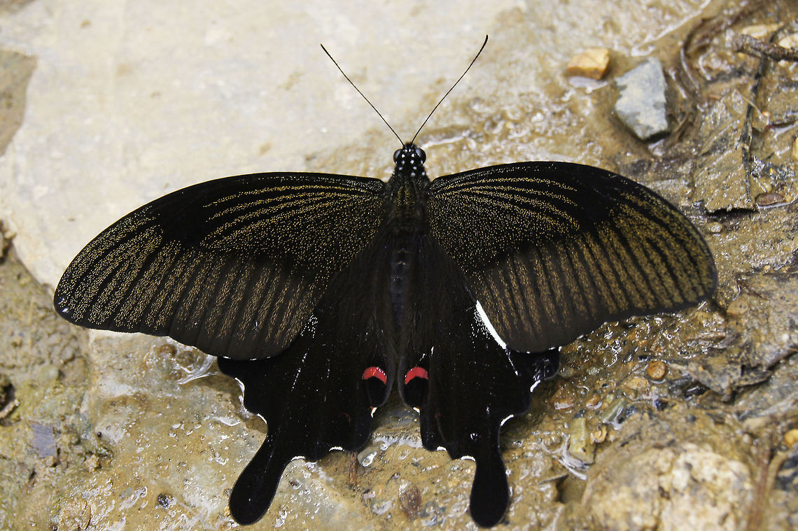 Swallowtail butterfly                         Geotagged,Indonesia,Papilio helenus,Red Helen,Swallowtail butterfly