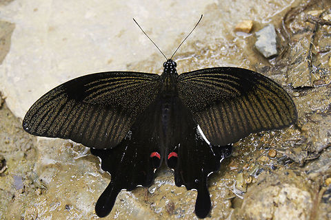 Swallowtail butterfly                         Geotagged,Indonesia,Papilio helenus,Red Helen,Swallowtail butterfly