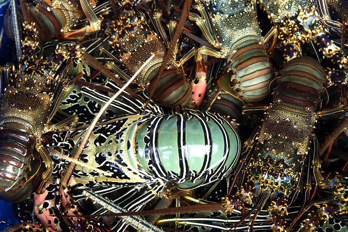 Panulirus versicolor and Panulirus longipes  Blue spiny lobster,Geotagged,Indonesia,Panulirus longipes,Panulirus versicolor,Summer