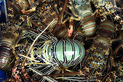 Panulirus versicolor and Panulirus longipes  Blue spiny lobster,Geotagged,Indonesia,Panulirus longipes,Panulirus versicolor,Summer