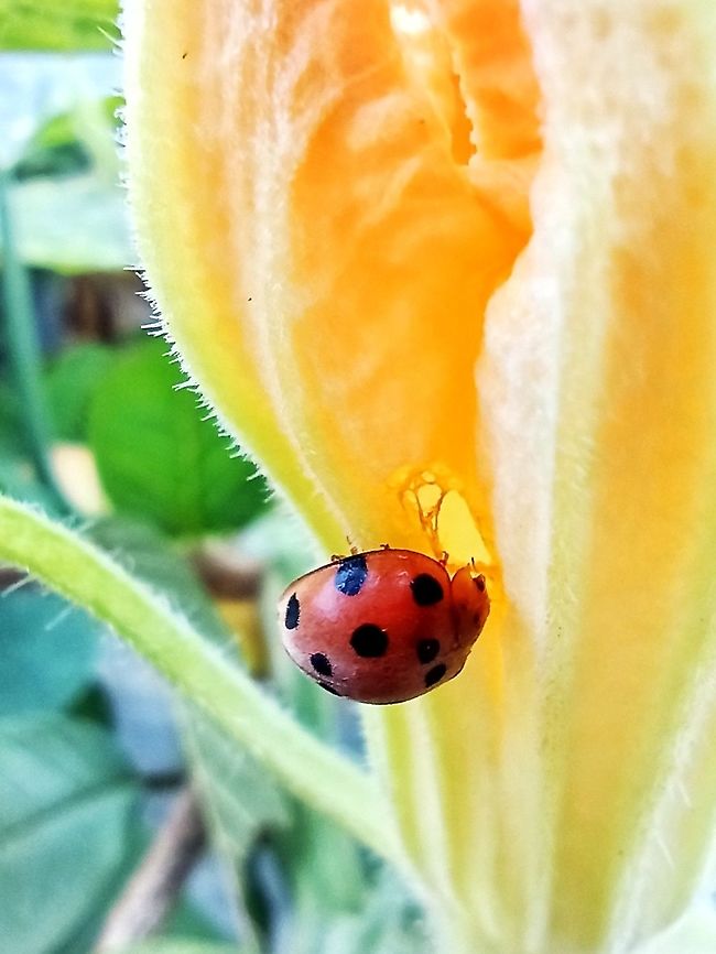 Twelve-Spotted Gourd Ladybird on zucchini blossom  Coccinellidae,Epilachninae,Geotagged,Henosepilachna,Henosepilachna boisduvali,Indonesia,Twelve-Spotted Gourd Ladybird
