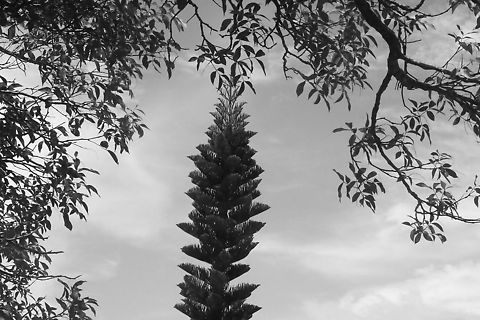 Norfolk Island Pine  Araucaria heterophylla,Norfolk Island pine