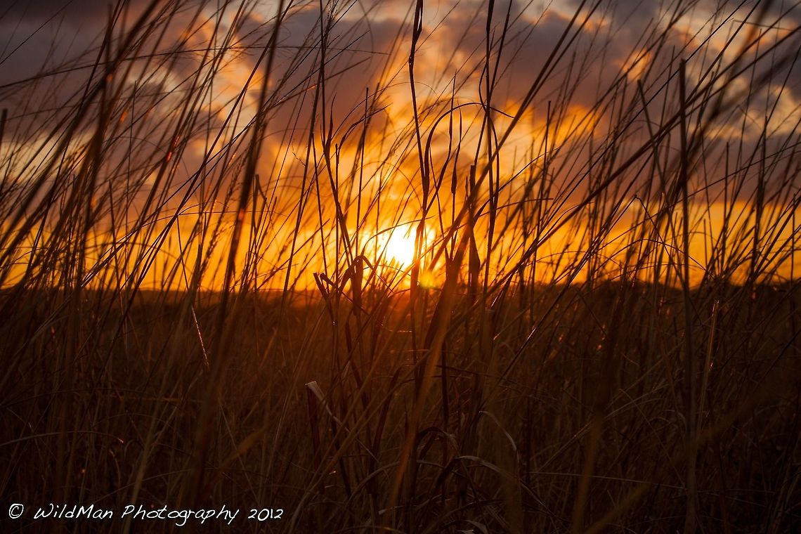 Golden Grasses Sun setting on my day in the bush. Sunset,golden,grass