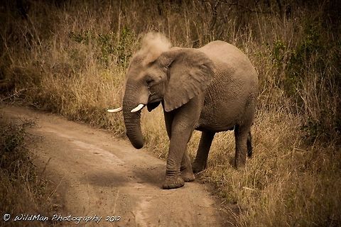 Marula getting dusty... This is Marula. She is throwing sand on her back so she can later rub it on a tree and get rid of any ticks. African bush elephant,Loxodonta africana