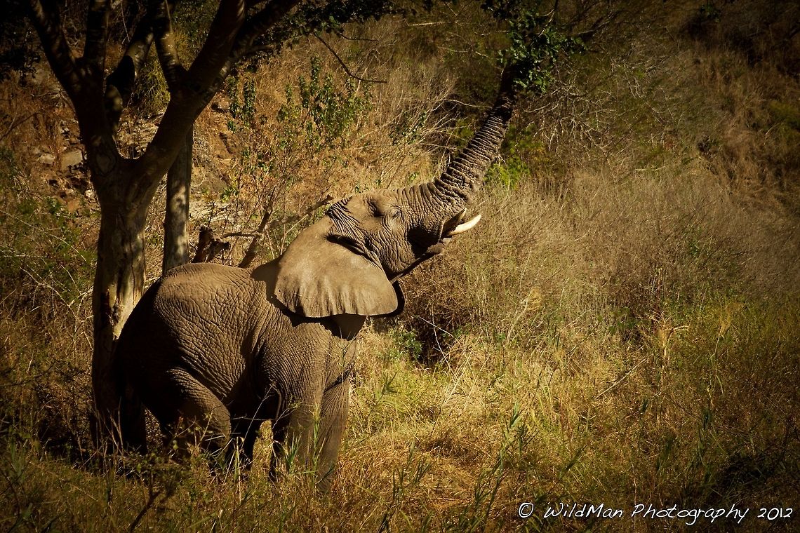 Mandla Reaching Elephants can even reach where the giraffes cant. African bush elephant,Loxodonta africana