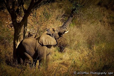 Mandla Reaching Elephants can even reach where the giraffes cant. African bush elephant,Loxodonta africana