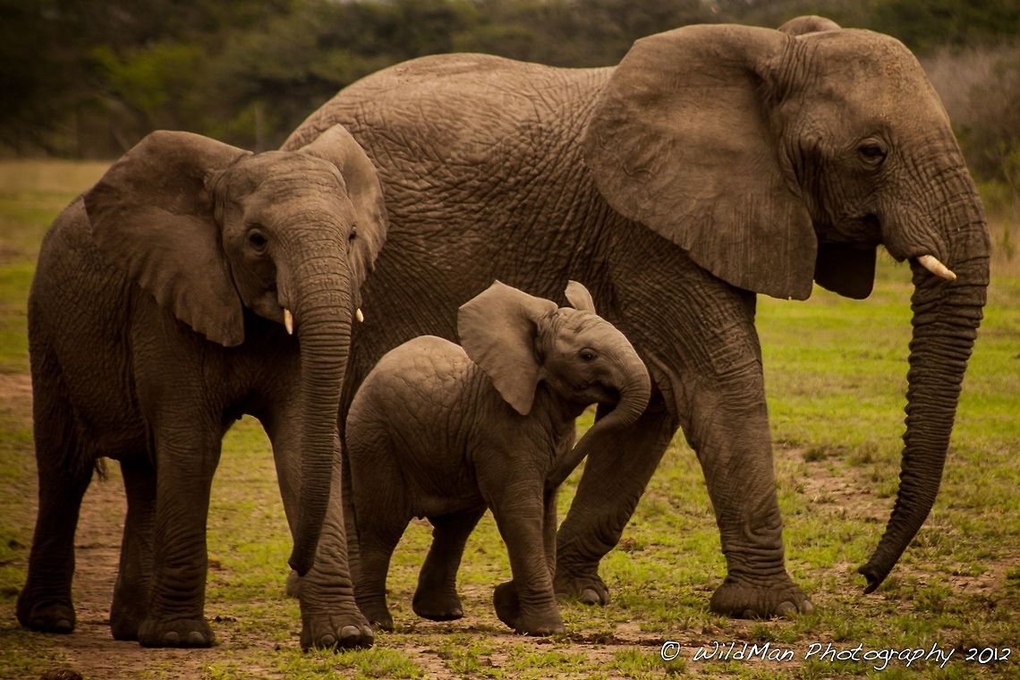 Nana's Family Nan is the big elephant on the right and she is walking along with her youngest in the middle and his older sister on the left.  African bush elephant,Loxodonta africana