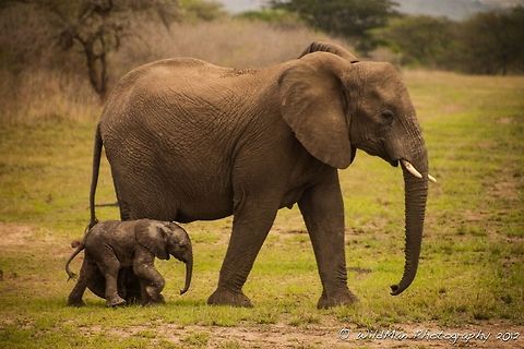 New Arrival  African bush elephant,Loxodonta africana