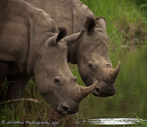 Rhinos by the river Thabo and Ntobie enjoying a quick drink in the Nseleni River. Ceratotherium simum,White rhinoceros