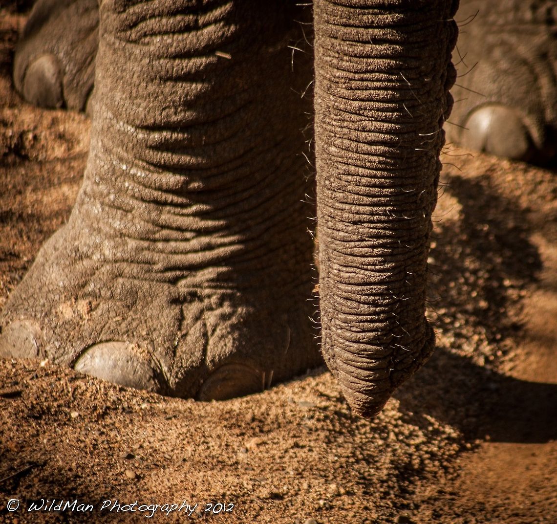 Trunk n Foot We dont always get to see the details of the trunk this close up so here you go. African bush elephant,Loxodonta africana