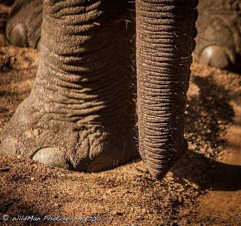 Trunk n Foot We dont always get to see the details of the trunk this close up so here you go. African bush elephant,Loxodonta africana