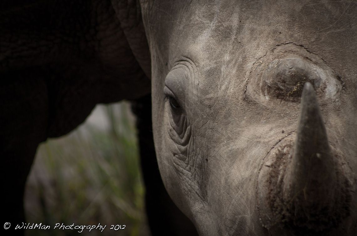 Up Close and Personal  Ceratotherium simum,White rhinoceros