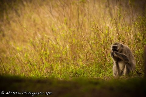 Vervet Lunch  Chlorocebus pygerythrus,Vervet monkey