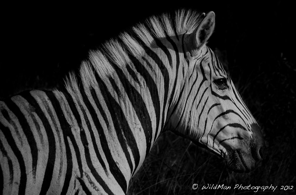 Zebra BnW  Burchells zebra,Equus quagga,Equus quagga burchellii,Plains zebra