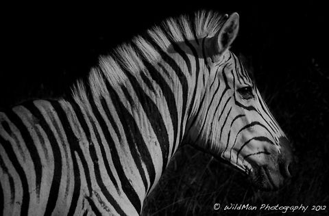 Zebra BnW  Burchells zebra,Equus quagga,Equus quagga burchellii,Plains zebra
