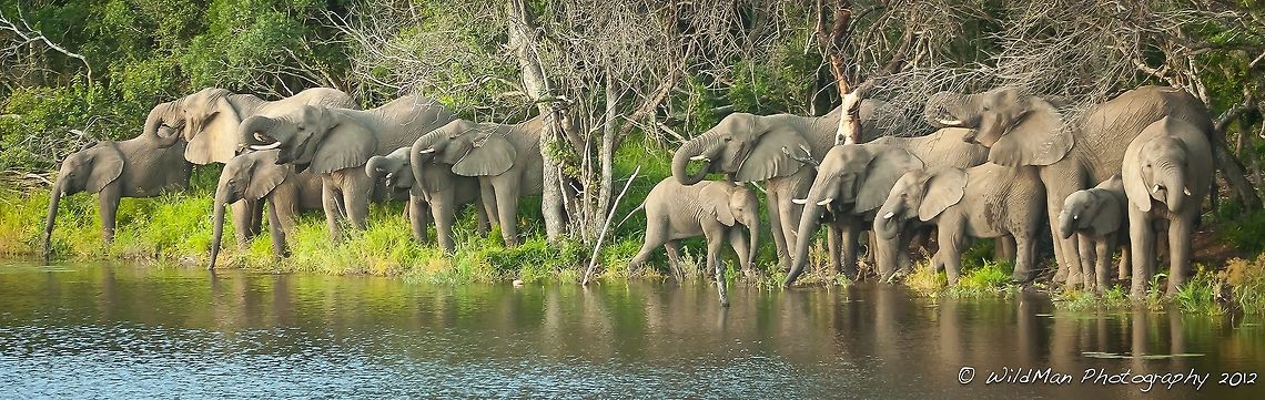 Eles by the Dam On my first night in Africa I came across this magnificent sight. Luckily my camera was at hand. African bush elephant,Loxodonta africana,dam,drinking,elephants,tusks,water