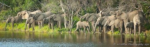 Eles by the Dam On my first night in Africa I came across this magnificent sight. Luckily my camera was at hand. African bush elephant,Loxodonta africana,dam,drinking,elephants,tusks,water