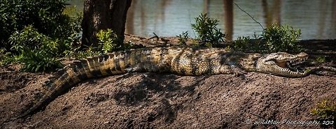 Female Croc  Crocodylus niloticus,Nile crocodile
